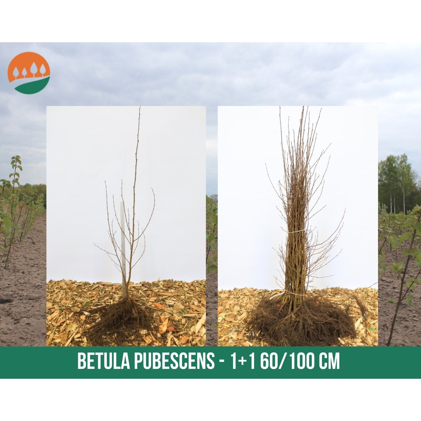 Glasbjörk – Betula pubescens - 60-100 CM bare root 1/1